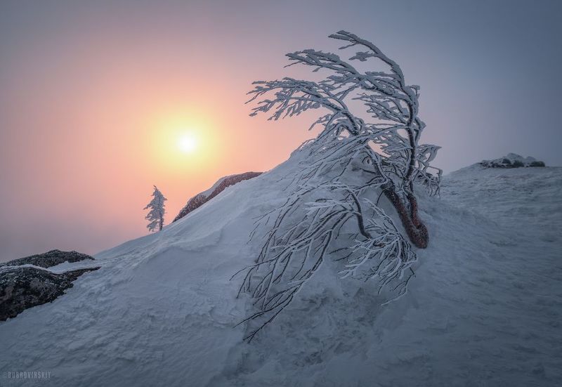 таганай, дальний таганай, березка, снег, рассвет, горы, урал Утренняя зарядкаphoto preview