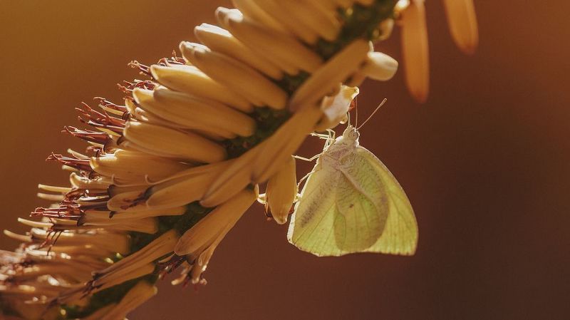 animals, insects, macro, flower Butterflyphoto preview