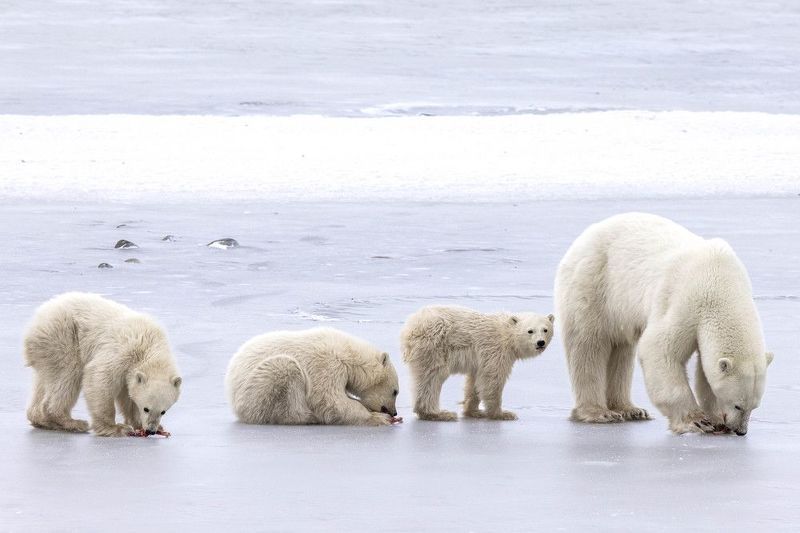 #polarbears #polar Survival of the fittestphoto preview