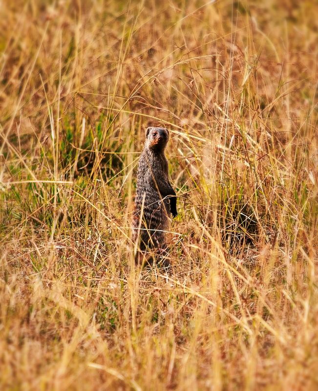 Мангуст Мангустphoto preview