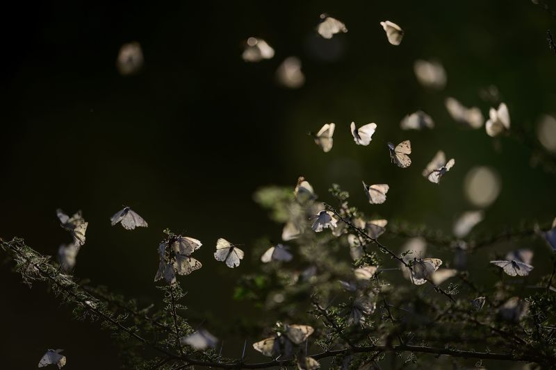 Симфония полетаphoto preview