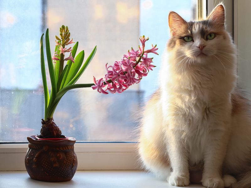домашние животные, кошки, питомцы, весна, гиацинт Ура! Весна пришла!photo preview