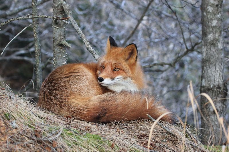 лиса Лиса на фоне осениphoto preview
