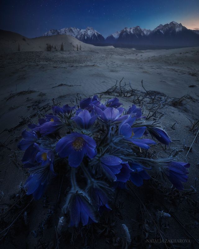 чара, чарские пески, забайкалье, весна Чара ночнаяphoto preview