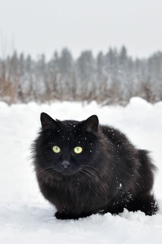 cat, animal, winter, snow, nature, pet, lovely, landscape Berrickphoto preview