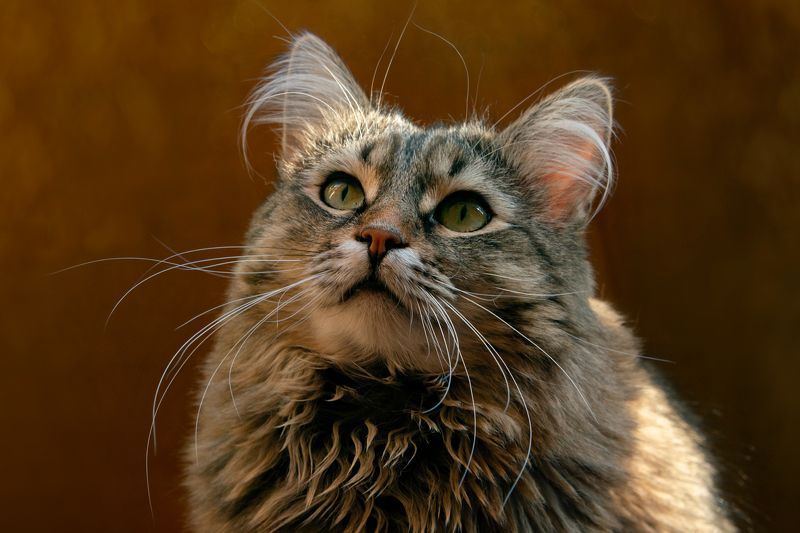 коты,животные,март Мои котикиphoto preview