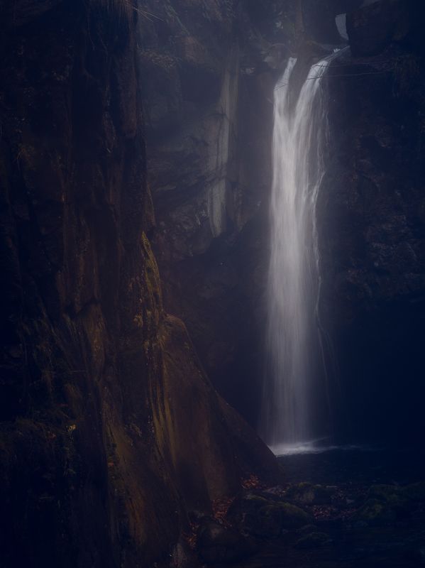 In the woodsphoto preview