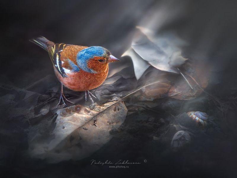 В карнавальном костюмчике***photo preview