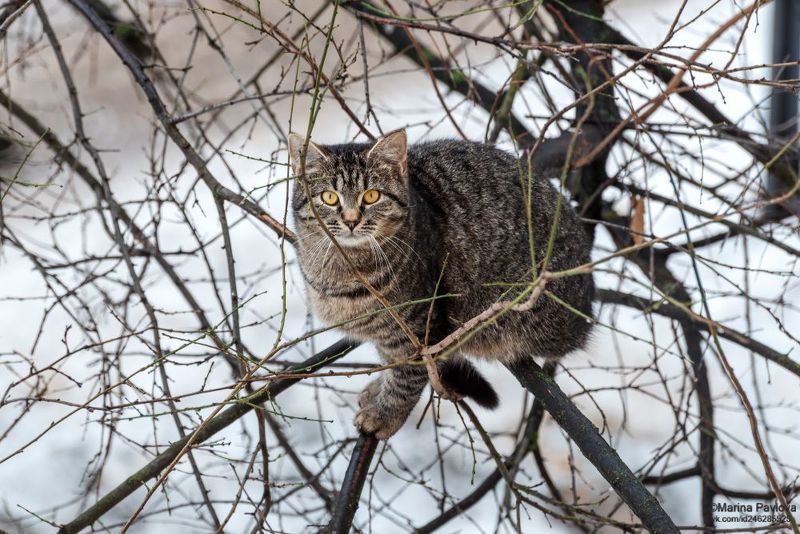 животные, мартовский кот, кошки, коты, питерские бездомные кошки и коты, международный день кошек и котов Питерские бездомные кошки и коты...С международным днём кошек и котов! фото превью