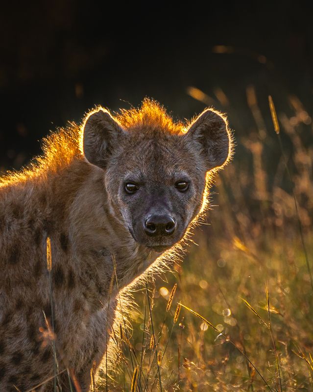 wildlife nature eye  Lookphoto preview