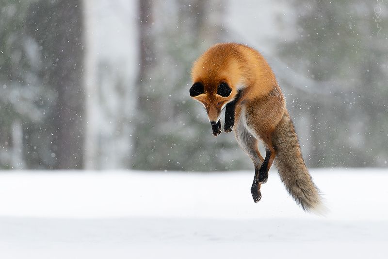 лиса левитацияphoto preview