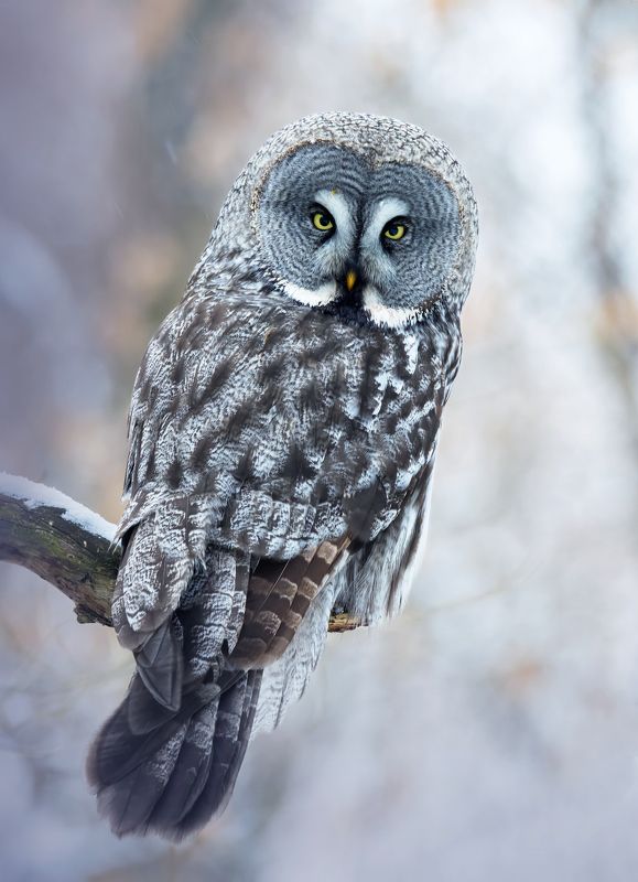 бородатая неясыть, strix nebulosa, птицы, фото птиц Бородатая неясыть. (Strix nebulosa)photo preview