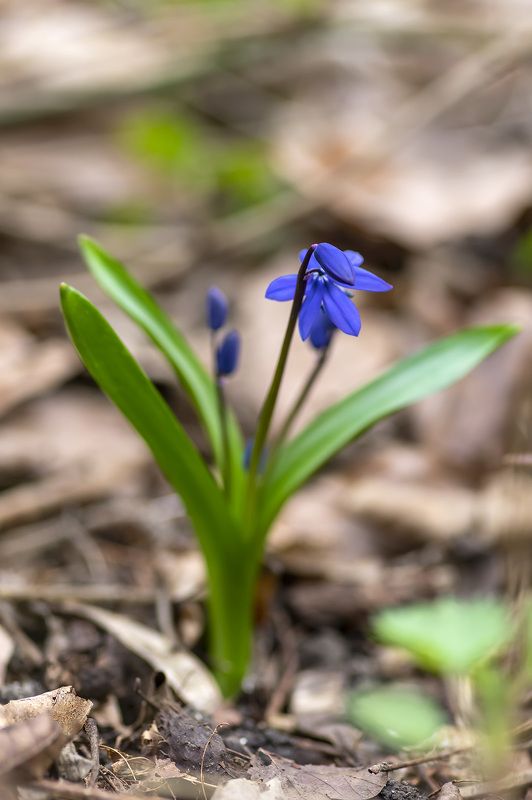 весна, макрофотография, цветы, первоцветы, пролеска Навстречу весне!photo preview