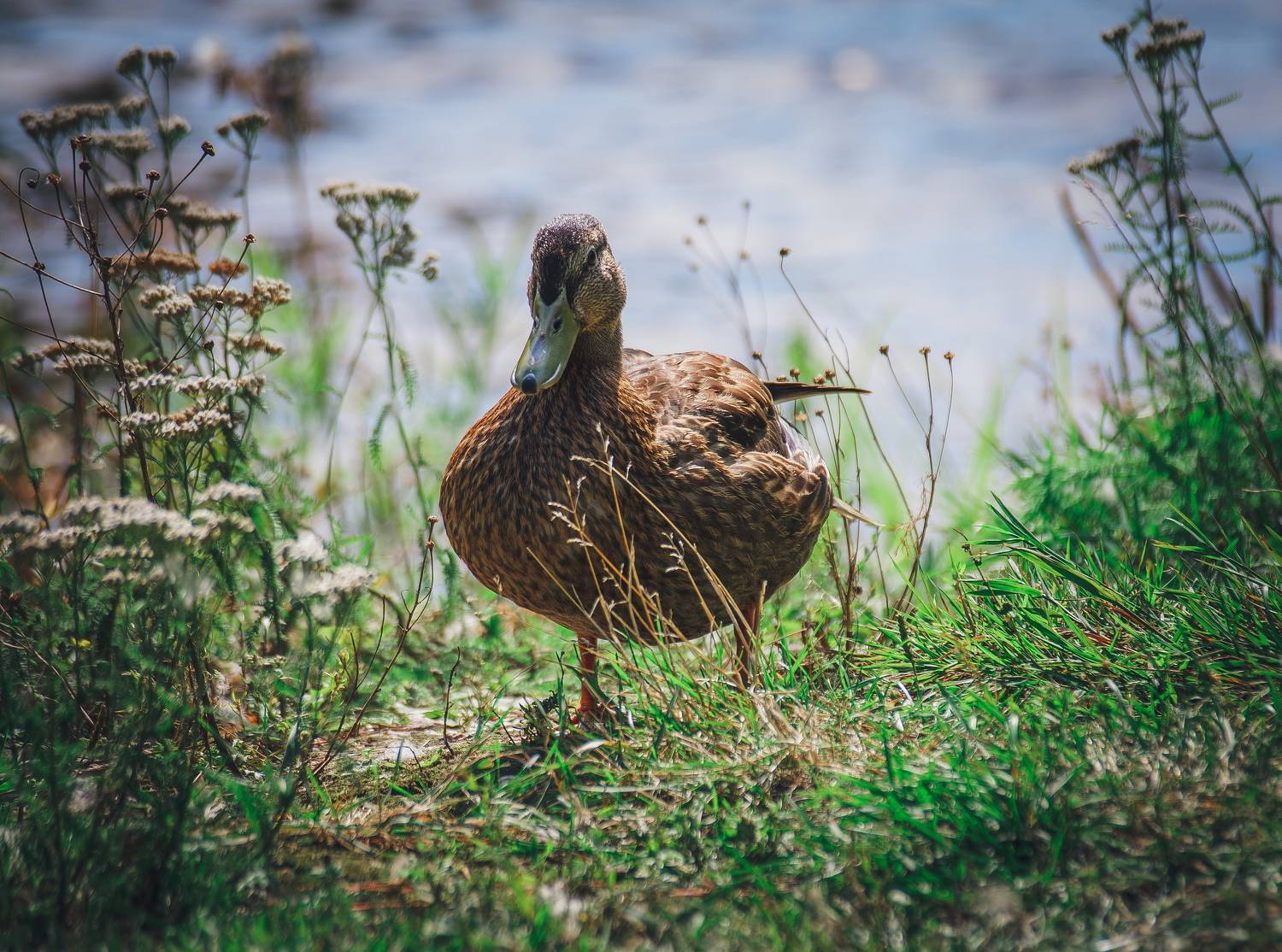 клюв, птица, птицы, трава, утка, утки, Vladimir Kedrov