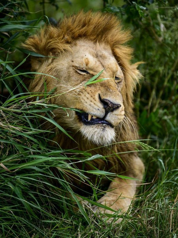 Салатика захотелось к мясуphoto preview