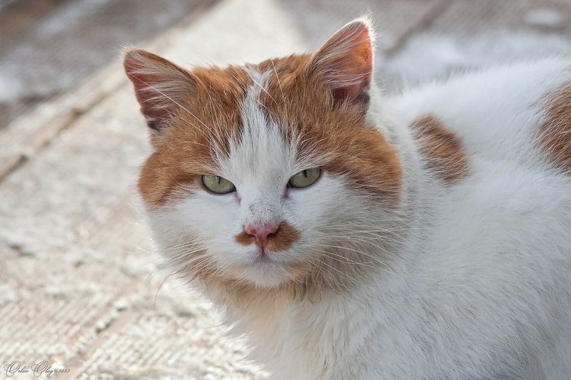 Случайный друг...photo preview