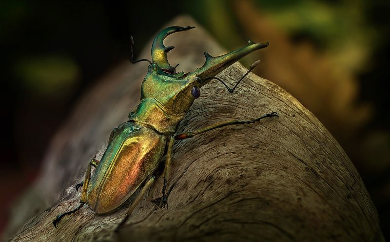 coleoptera, lucanidae, cyclommatus cupreonitens, рогач Че там за холмом?photo preview