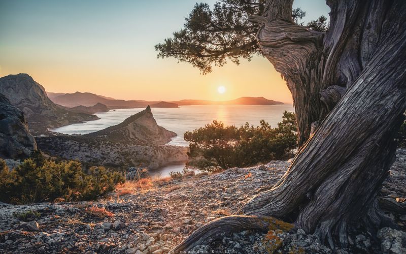 крым, новый свет, космос, утро, восход, можжевельник Встречая утро в Новом Светеphoto preview