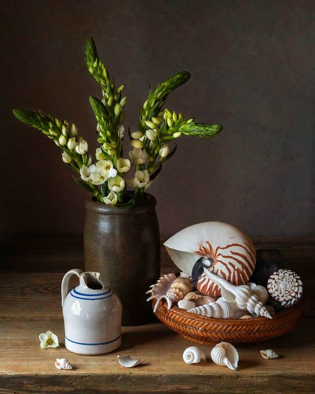 seashells, flower star of bethlehem, still life photography Still life with Seashellsphoto preview
