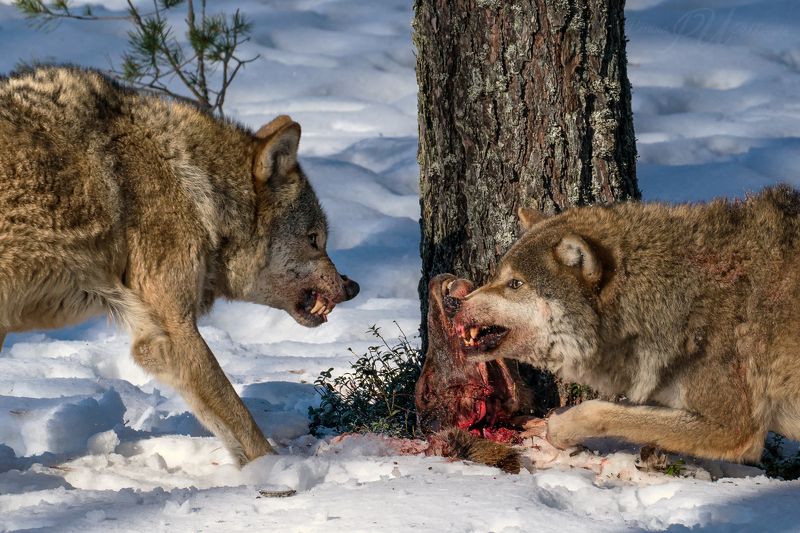 ВОЛКИphoto preview