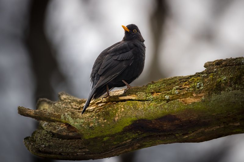 Чёрный дроздphoto preview