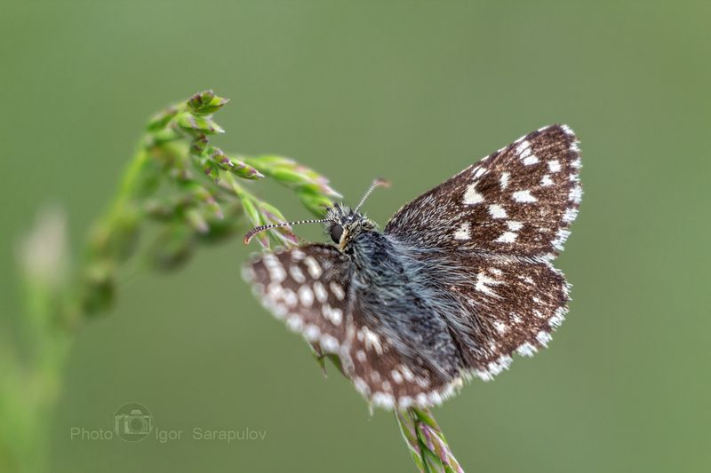 фотоохота, фото на ходу, толстоголовка розоцветная, толстоголовка мальвовая, толстоголовка, насекомое, макросъёмка, бабочка, pyrgus malvae, macro, live for the story, kwanon photo, Толстоголовка мальвовая фото превью