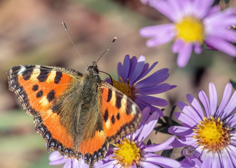 цветущая осень, цветок, цветник, фотоохота, фото на ходу,  осенние цветы, октябринки,  насекомое, макросъёмка, лепестки, бабочка крапивница, бабочка, macro, live for the story, kwanon photo,  aglais urticae Октябринки и бабочка крапивница фото превью