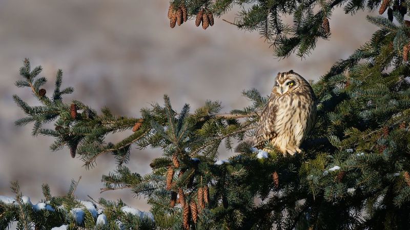 Дрёмаphoto preview