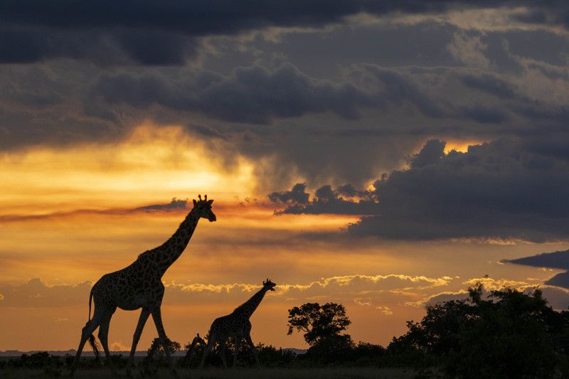 #giraffes #silhouettes Land of the Giants photo preview