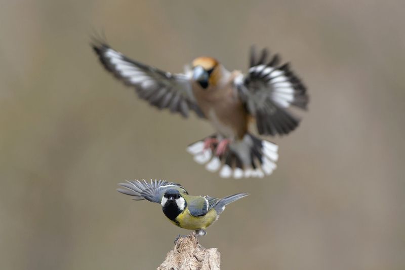 Большойphoto preview