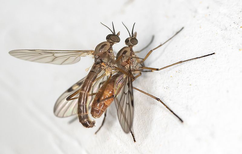 двукрылые, насекомые, макро, продолжение жизни Без названияphoto preview