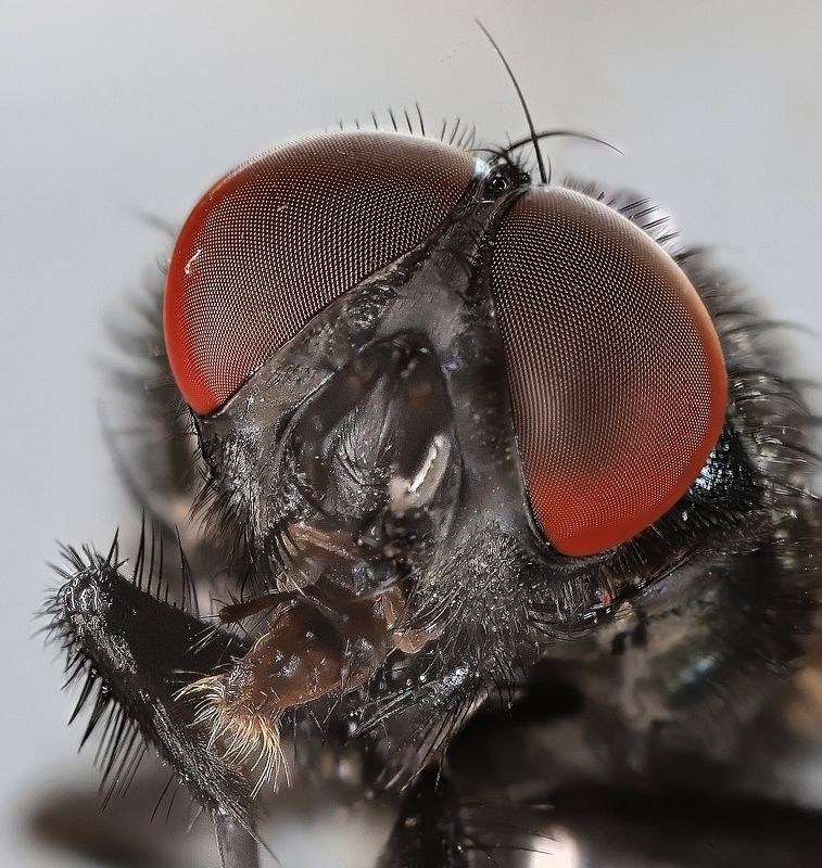 насекомые, муха, двукрылые, портрет, фасеточные глаза Портрет комнатной мухиphoto preview