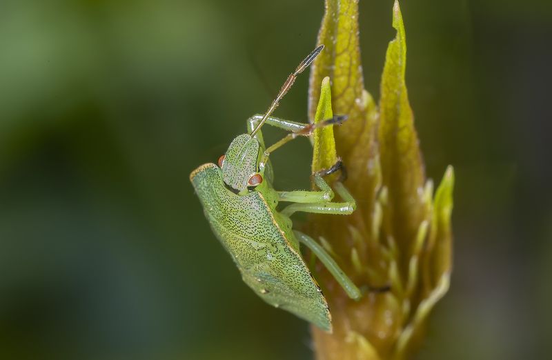 щитник, клоп, макро, лето Зелёный щитникphoto preview