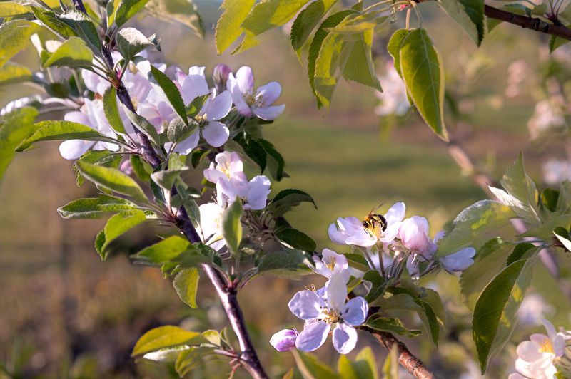 Пчела за работой, пчела собирает пыльцу, цветки яблони Пчелиный трудphoto preview