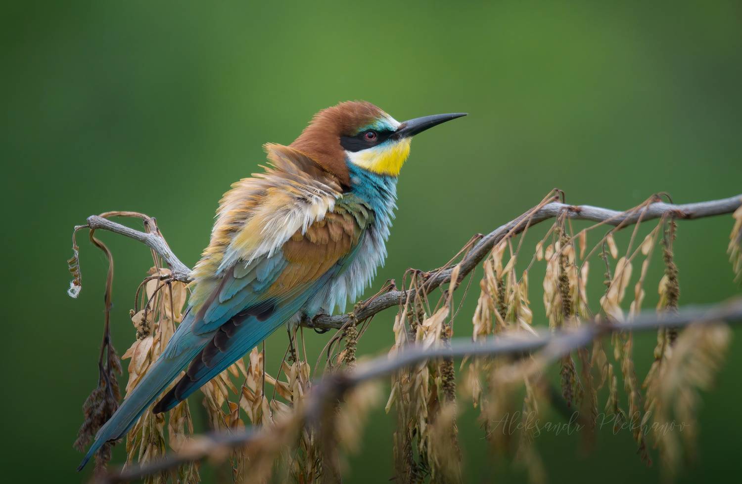 Одна на сухой ветке. Автор: Плеханов Александр щурка, Плеханов Александр