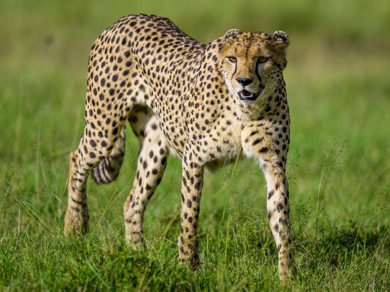 Hunter\'s Gazephoto preview