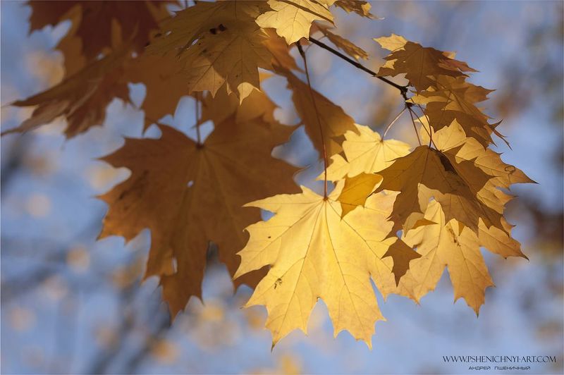 осень, кленовые листья, сентябрь, свет, тень, небо, узоры Резные узоры сентября фото превью