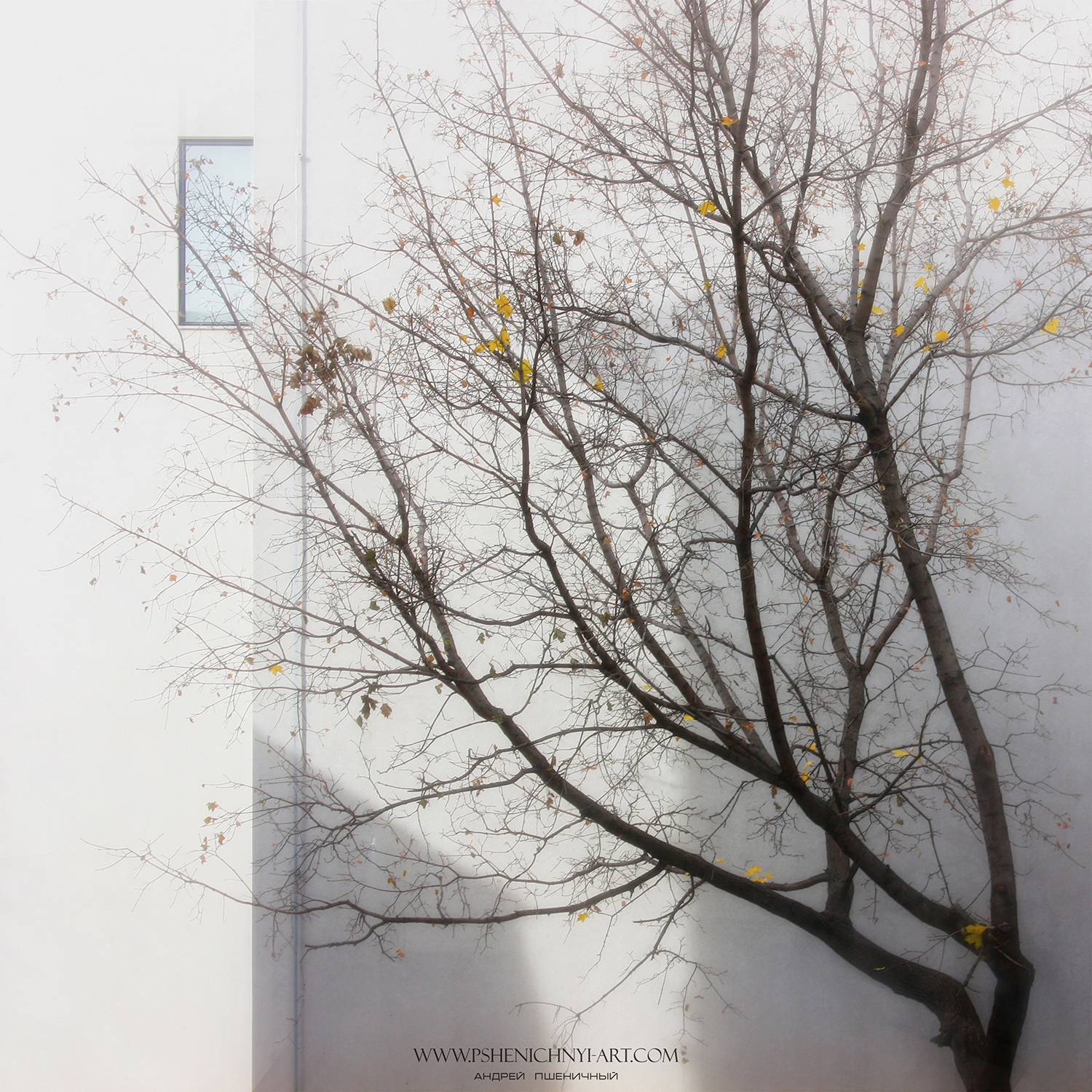 осень, клён, кленовые листья, сентябрь, свет, стена, город, минимализм, Пшеничный Андрей