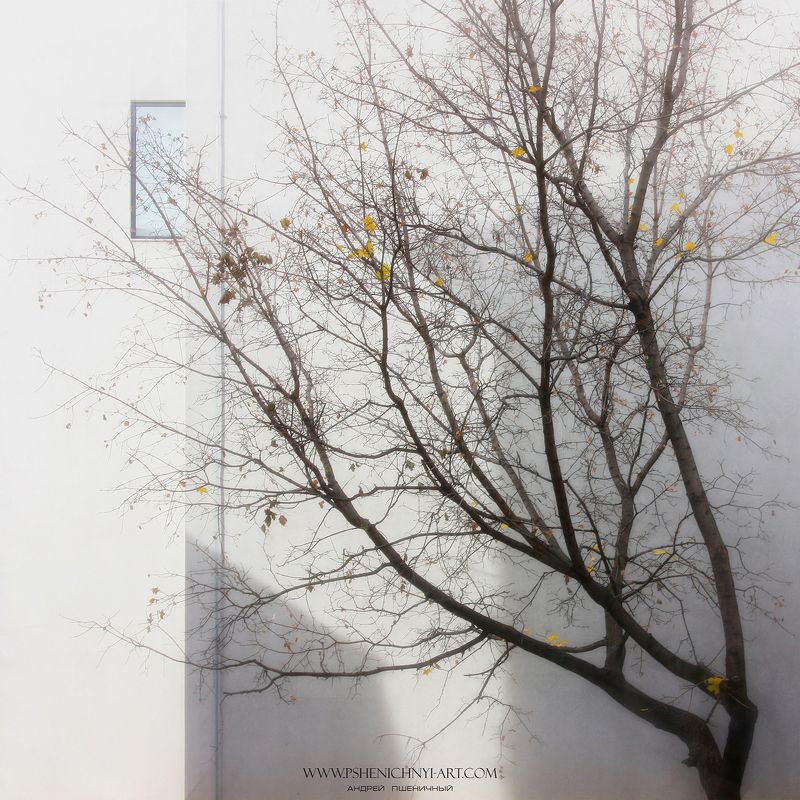 осень, клён, кленовые листья, сентябрь, свет, стена, город, минимализм Мягкий свет сентябрьского утраphoto preview