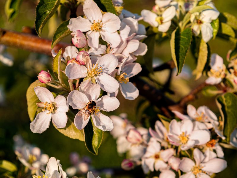 Пчела за работой, цветы яблони, яблоневый цвет  Пчелиный трудphoto preview