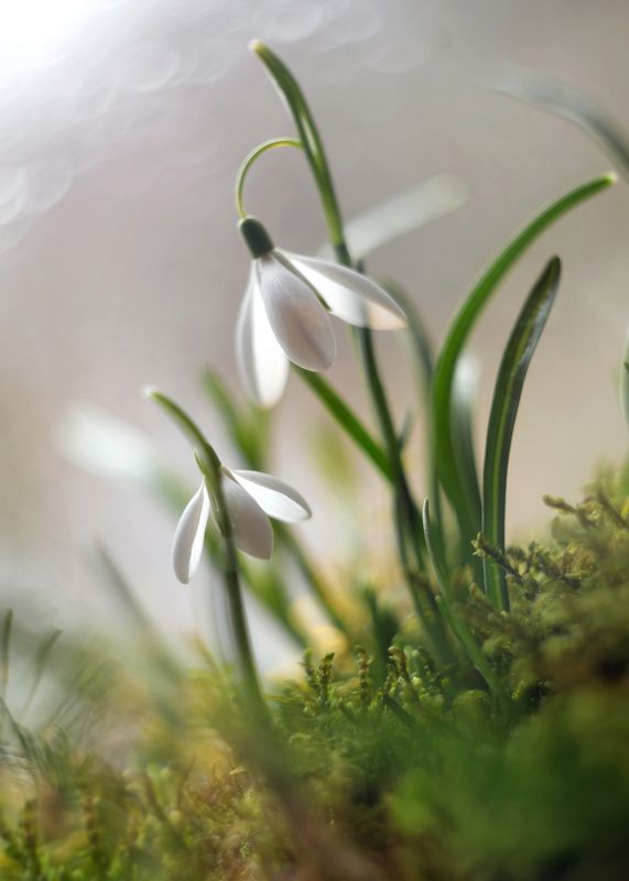 подснежники,весна, беларусь, объектив гелиос 44 для m39 ,ирина горюкина,лес Пралескиphoto preview