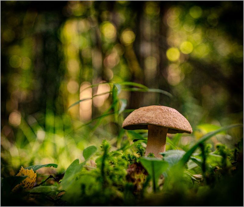 макро,грибы Про грибыphoto preview