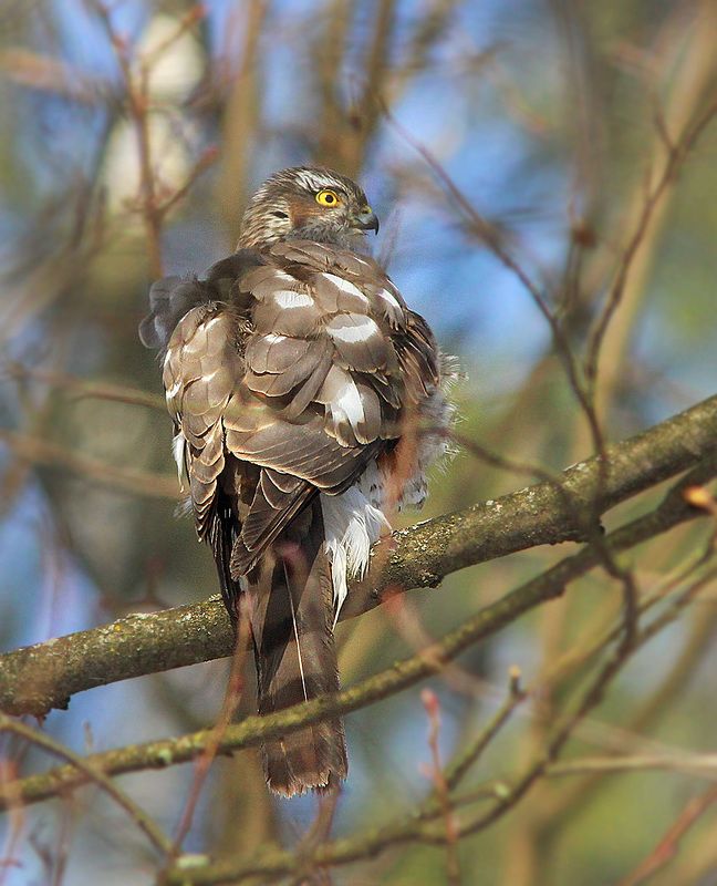 Ястребphoto preview