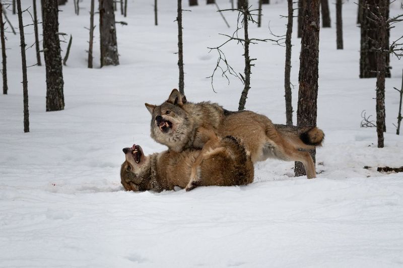 волки, драка, лес, хищники, зима, клыки Схваткаphoto preview