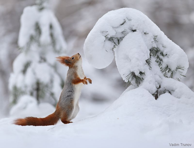 белка, squirrel Ёлочка, тебя и не узнать!photo preview