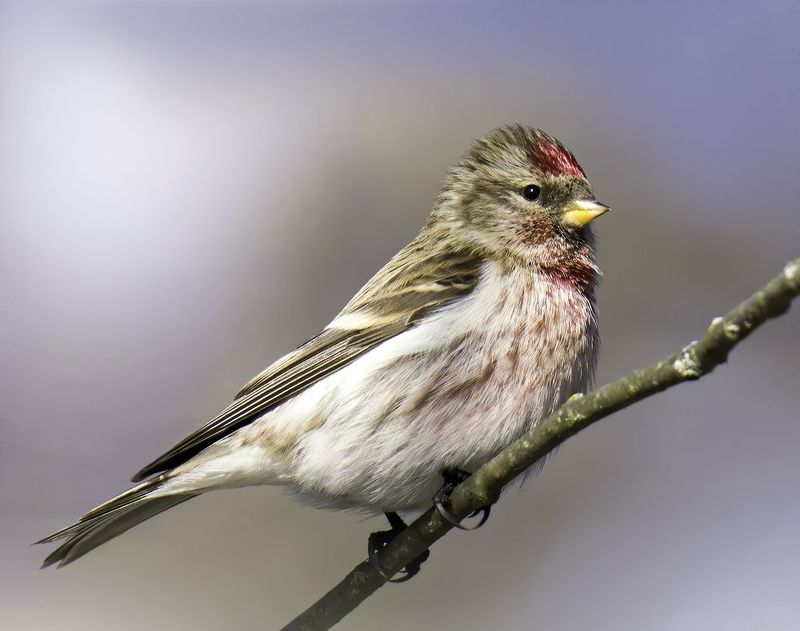redpoll, birds,birding, birdwatching, birdshots, птицы, чечетка, фотоохота, фотоптиц, природа Чечётка (redpoll)photo preview