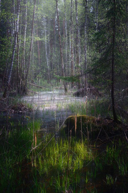 лес, деревья, листва, весна В весеннем лесуphoto preview