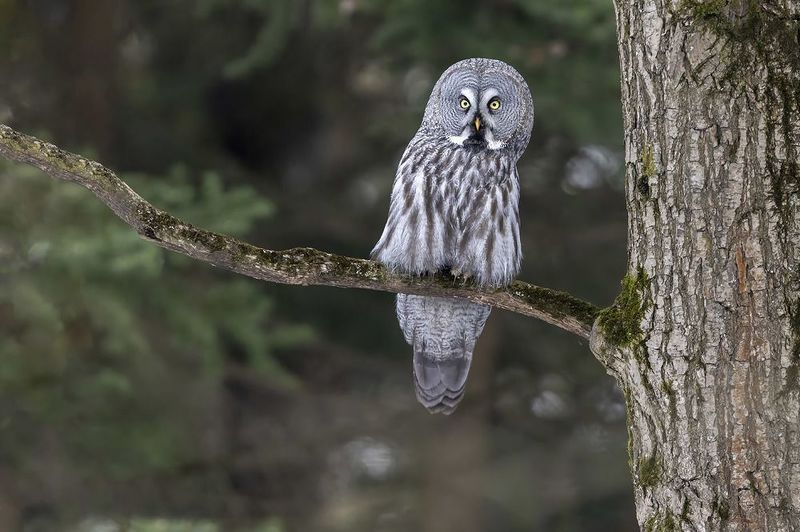 птицы, подмосковье ***photo preview