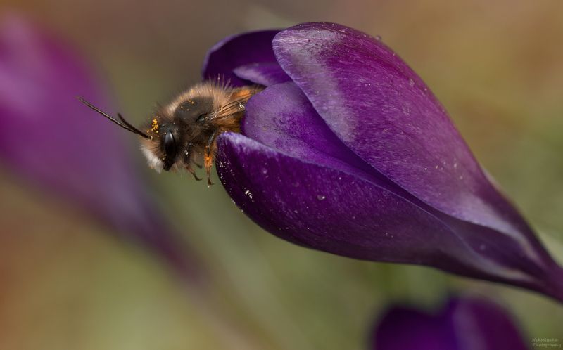 макро, природа, насекомые, пчелы, цветы, крокус, весна, macro, nature, insects, bees, flowers, crocus, spring, Кто, кто в теремочке живет?photo preview