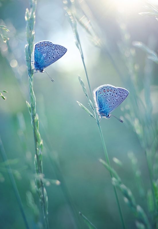 В вечернем светеphoto preview